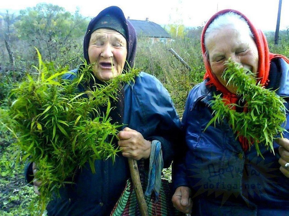 бабушка и марихуана