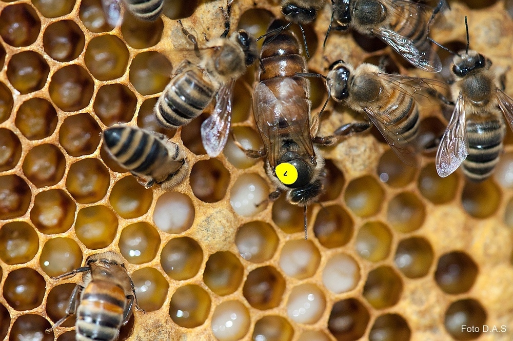 Омские чиновники вплотную подошли к чипированию пчел