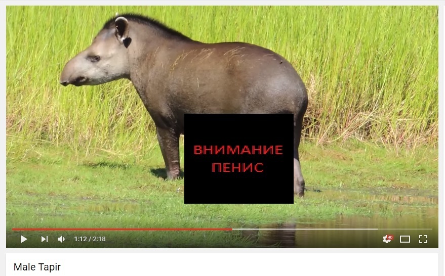Член у тапира фото, блондинка смотреть