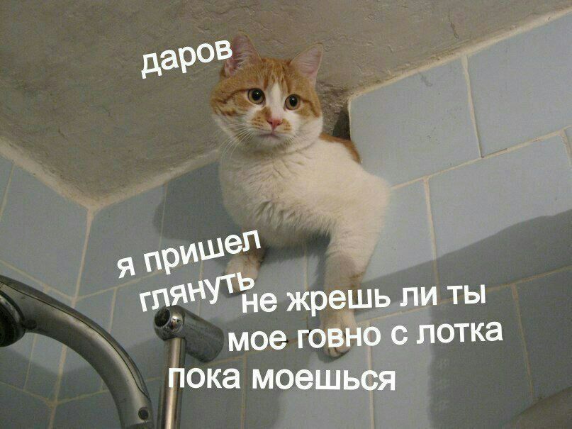 Кот пытается починить трубу