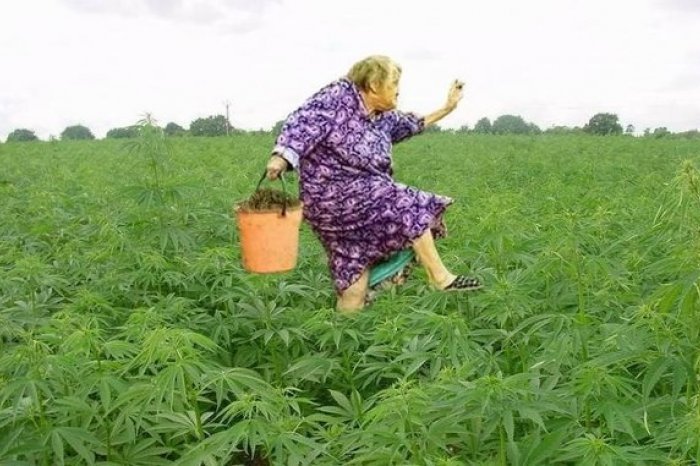 бабушки с марихуаной