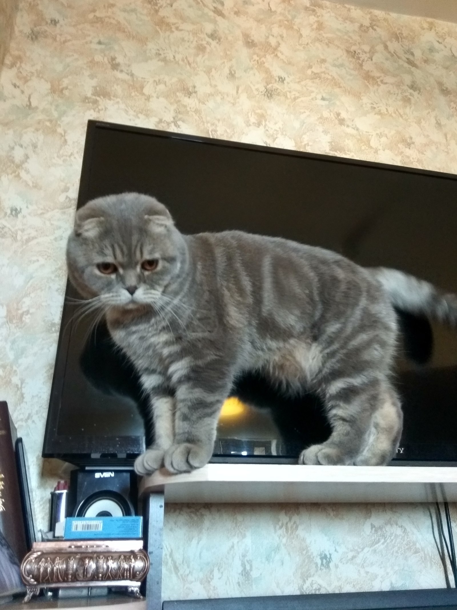 Найдёшь кота в комнате, или на балконе Найдёшь кота в комнате, или на балконе