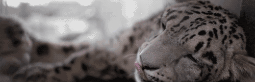 1497294576128233298.gif