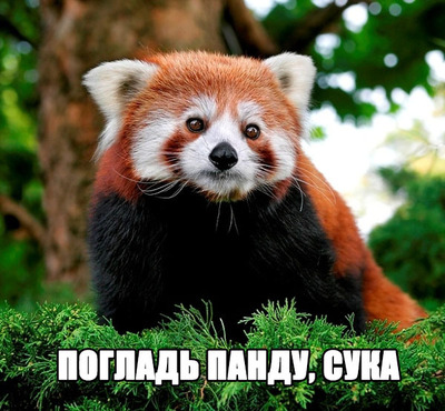 какие звуки издает красная панда. Смотреть фото какие звуки издает красная панда. Смотреть картинку какие звуки издает красная панда. Картинка про какие звуки издает красная панда. Фото какие звуки издает красная панда