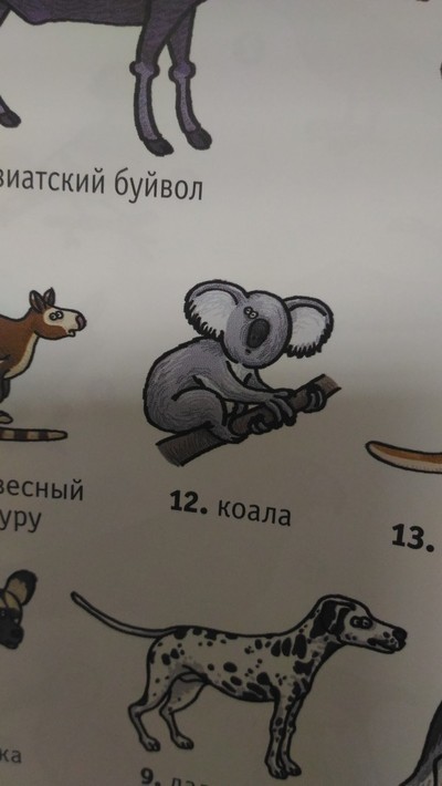 Чем питаются детеныши коалы. Смотреть фото Чем питаются детеныши коалы. Смотреть картинку Чем питаются детеныши коалы. Картинка про Чем питаются детеныши коалы. Фото Чем питаются детеныши коалы