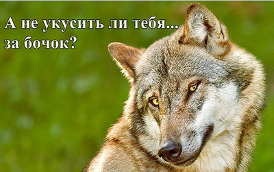 придет серенький волчок и подарит кабачок пикабу. Смотреть фото придет серенький волчок и подарит кабачок пикабу. Смотреть картинку придет серенький волчок и подарит кабачок пикабу. Картинка про придет серенький волчок и подарит кабачок пикабу. Фото придет серенький волчок и подарит кабачок пикабу