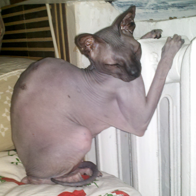 Иллюстрация к комментарию