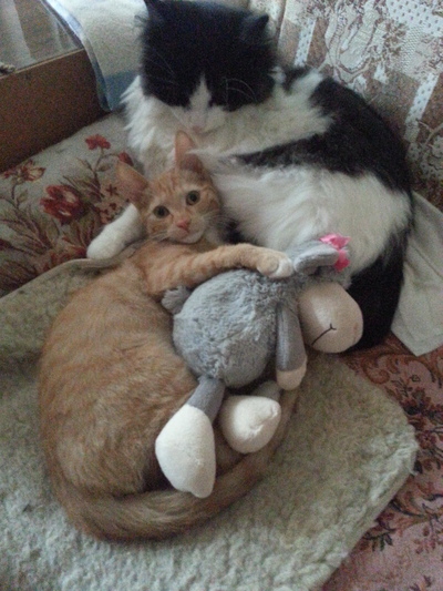 ����������� � �����������