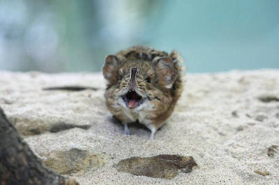 1455549668171262897 Бугатти чем то дети