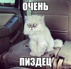 1455954507150185736 мама я не зигую что это значит