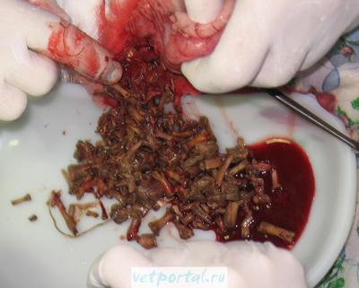 самая дешевая еда для кошек. Смотреть фото самая дешевая еда для кошек. Смотреть картинку самая дешевая еда для кошек. Картинка про самая дешевая еда для кошек. Фото самая дешевая еда для кошек самая дешевая еда для кошек. Смотреть фото самая дешевая еда для кошек. Смотреть картинку самая дешевая еда для кошек. Картинка про самая дешевая еда для кошек. Фото самая дешевая еда для кошек