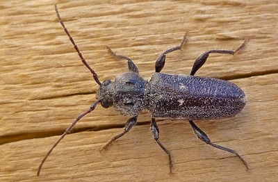 1464599510114613490 жучки на телефоне ползают