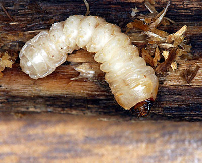 1464599510253431146 жучки на телефоне ползают