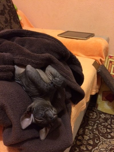 Иллюстрация к комментарию