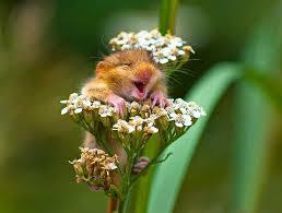 Мышка спит в цветке