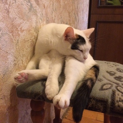 что делают с котятами на птичьем рынке. Смотреть фото что делают с котятами на птичьем рынке. Смотреть картинку что делают с котятами на птичьем рынке. Картинка про что делают с котятами на птичьем рынке. Фото что делают с котятами на птичьем рынке