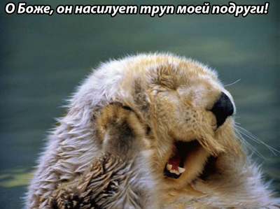 Кто такой otter животное. Смотреть фото Кто такой otter животное. Смотреть картинку Кто такой otter животное. Картинка про Кто такой otter животное. Фото Кто такой otter животное