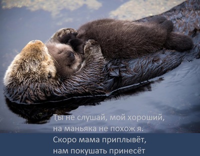 Кто такой otter животное. Смотреть фото Кто такой otter животное. Смотреть картинку Кто такой otter животное. Картинка про Кто такой otter животное. Фото Кто такой otter животное