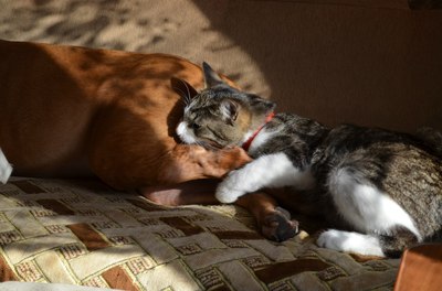 ����������� � �����������