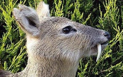 саблезубый тигр фото в реальной жизни