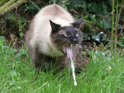 самые большие яйца в племени. Смотреть фото самые большие яйца в племени. Смотреть картинку самые большие яйца в племени. Картинка про самые большие яйца в племени. Фото самые большие яйца в племени самые большие яйца в племени. Смотреть фото самые большие яйца в племени. Смотреть картинку самые большие яйца в племени. Картинка про самые большие яйца в племени. Фото самые большие яйца в племени