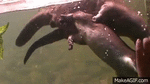 Кто такой otter животное. Смотреть фото Кто такой otter животное. Смотреть картинку Кто такой otter животное. Картинка про Кто такой otter животное. Фото Кто такой otter животное
