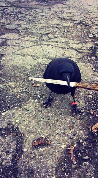 Взял нож, реж)