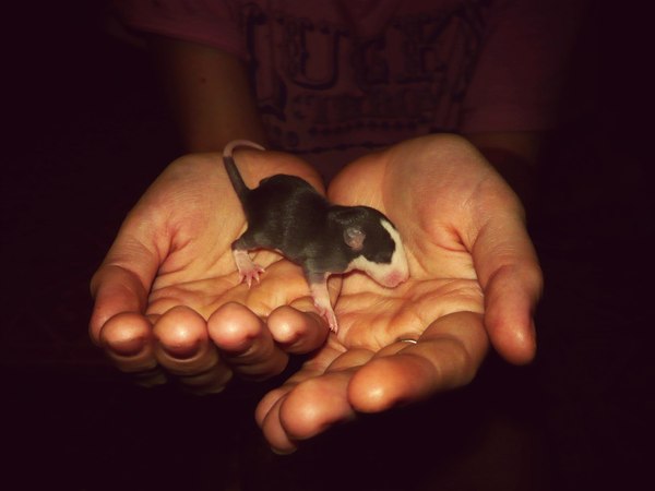 Десятидневная крыса. Слепая и очень милая