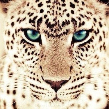 Big cats)) - Panther, Big cats, Tiger, Wild animals, beauty, cat, Longpost, Cats!