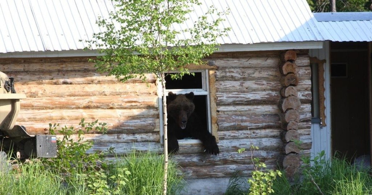 Погода медведов. Деревня медведа Емельяновский район Красноярский край. Деревня медведа. Медведь залез в избушку.