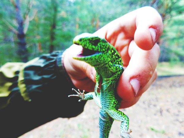 ���������� ��������