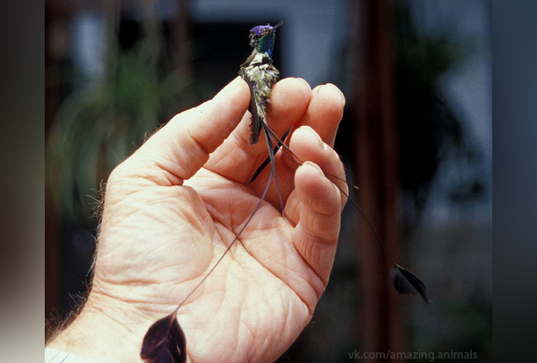 Мечеклювый колибри (лат. Ensifera ensifera) – Интересные животные