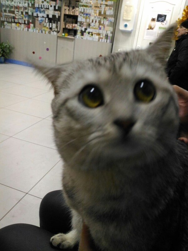 Когда кота привезли в клинику и он немного нервничает :)