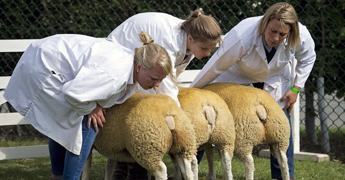 Какашка овечки. Какашка овечки. Какашка овечки. Какашка овечки. Какашка овечки.