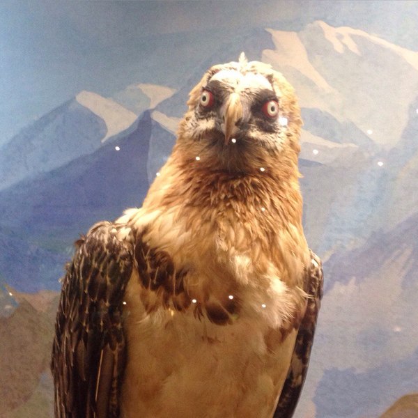 Потенциально успешный мем