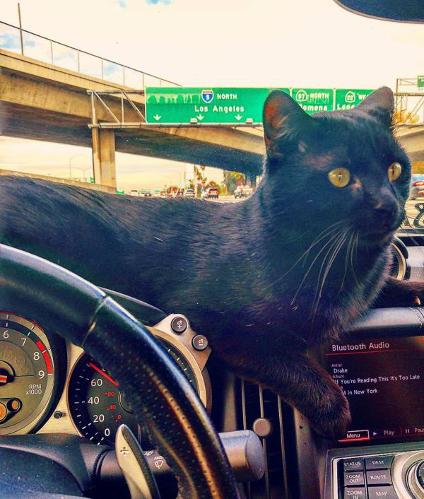 Вместо собачки на бардачок.