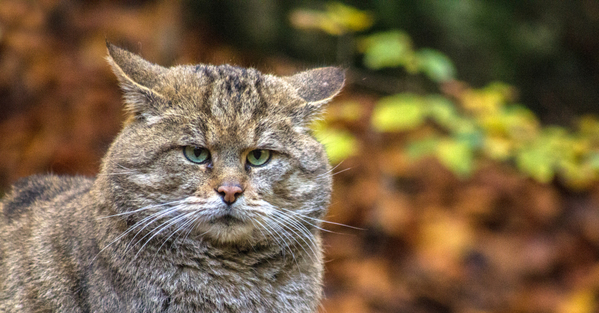 Кот шелушай фото. Лесной кот. Кавказский Лесной кот. Кавказский дикий Лесной кот. Лесной кот в Беларуси.