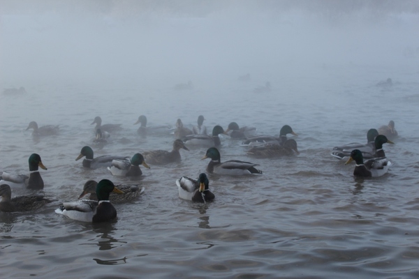 Duck party , , 