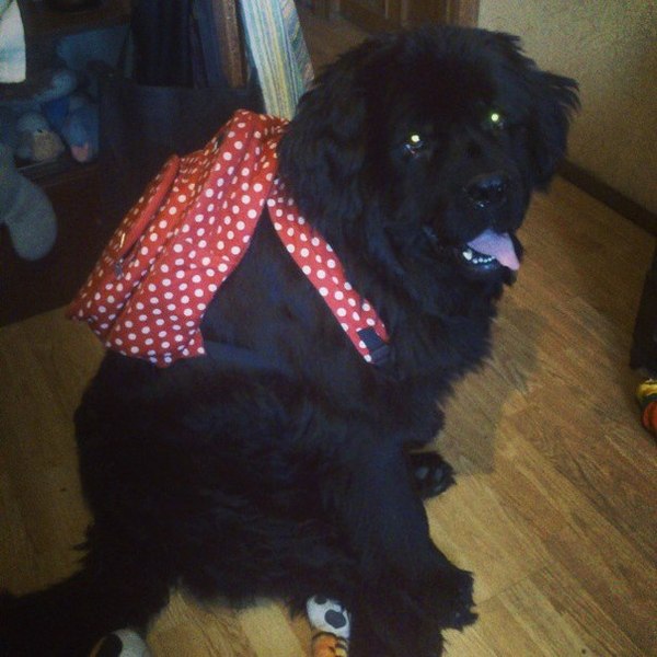 Первое фото после того как я забрала собаку с улицы. Сегодня уже 2 года как мы вместе:)