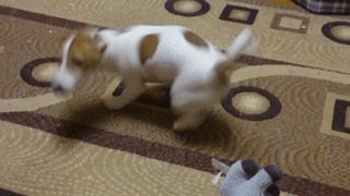 Где-то тут был мой хвост! Собака, Джек-рассел-терьер, Хвост, Забавное, Гифка
