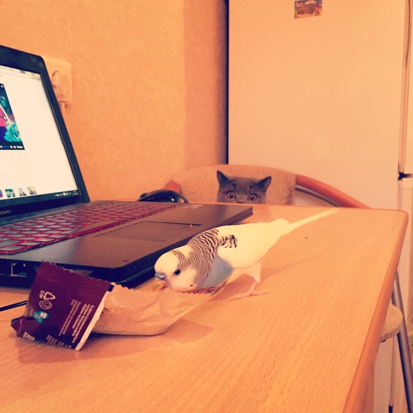 О, вафелька!