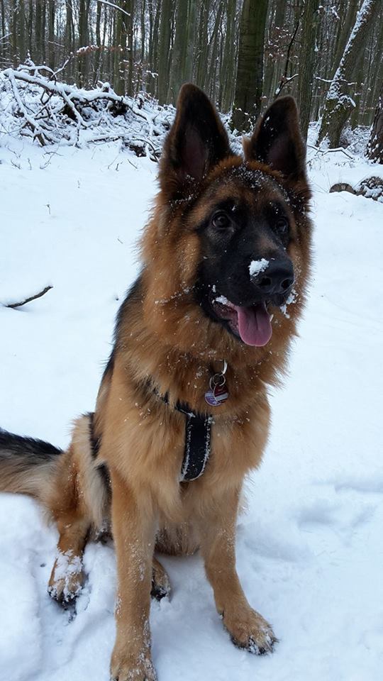 ������� �������