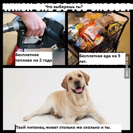 Что ты выберешь?