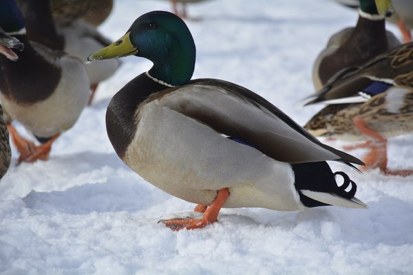 Ну, скажем, кря.