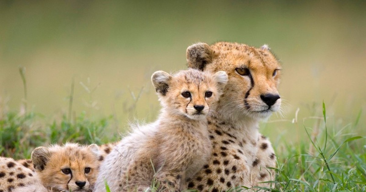 Chase animals. Детеныш гепарда. Гепард в саванне. Гепард мама. Гепард малыш.