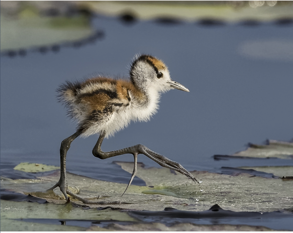 ������ ����� ����� ���������� �� ����� ��������������� �����.