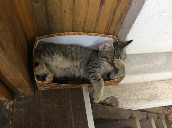 Кошачья ностальгия