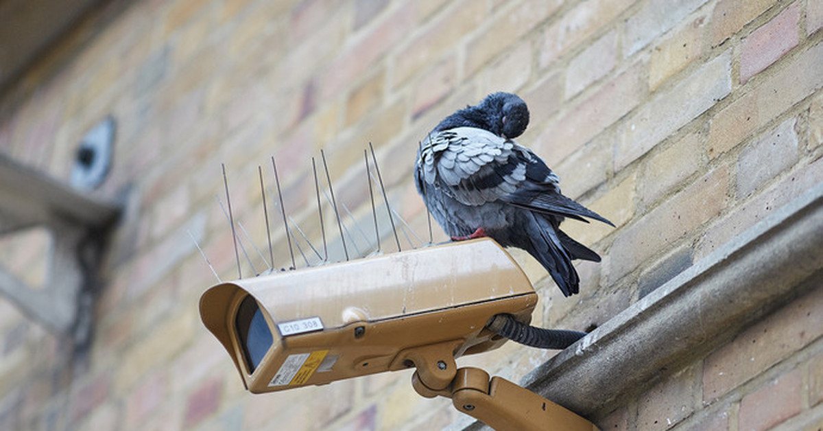 Как избавиться от голубей дома. Птицы на крыше. Отпугиватель птиц на балкон. Защита кровли от голубей. Защита от голубей на подоконнике.