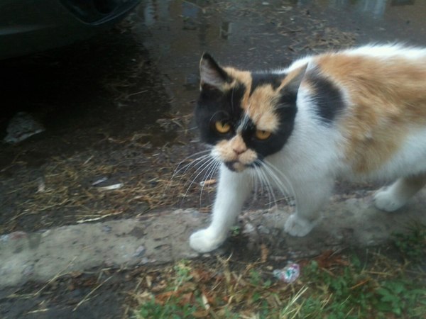 ������ �����)