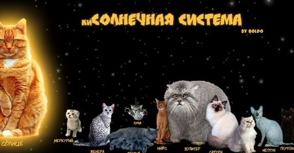 Картинки Кота Планеты